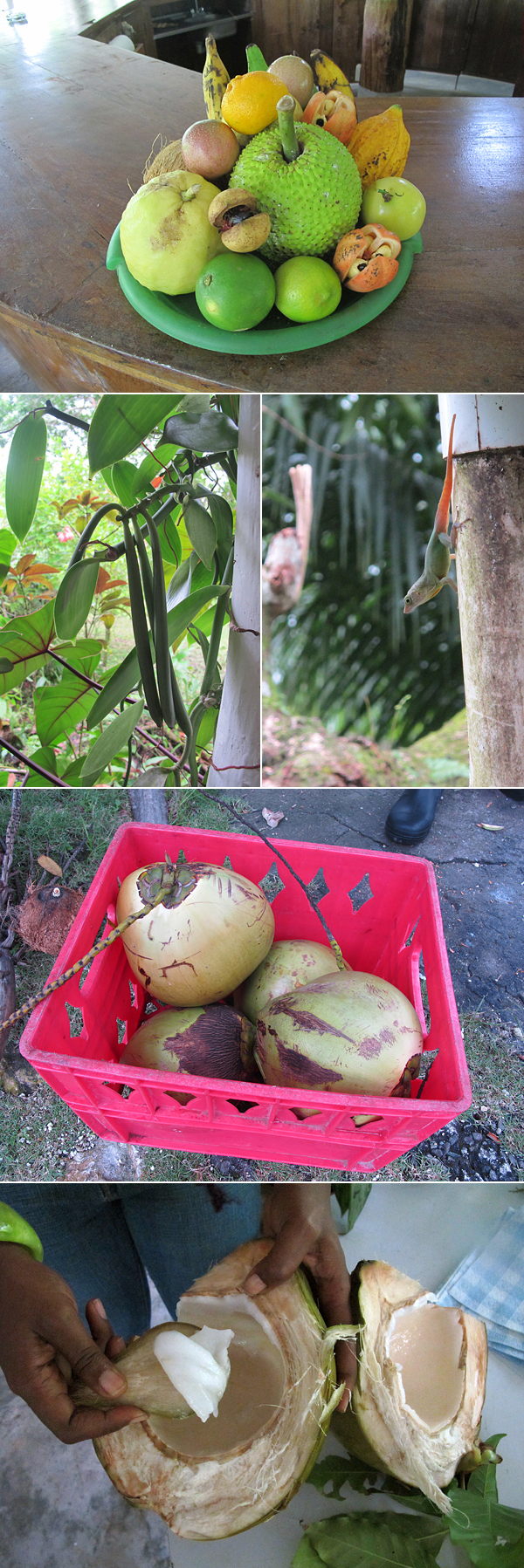 jamaica coconut water © Will Travel for Food Sun Valley fruit and spice plantation, Jamaica