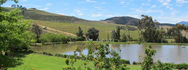 south africa wine © Will Travel for Food