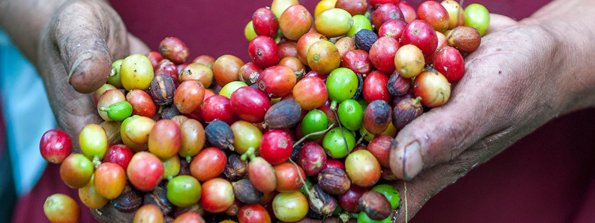 Montreal's sustainable micro coffee roasters