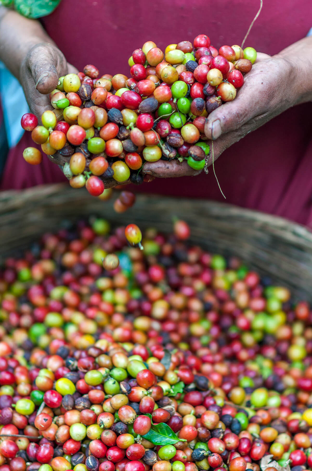 Montreal's sustainable micro coffee roasters