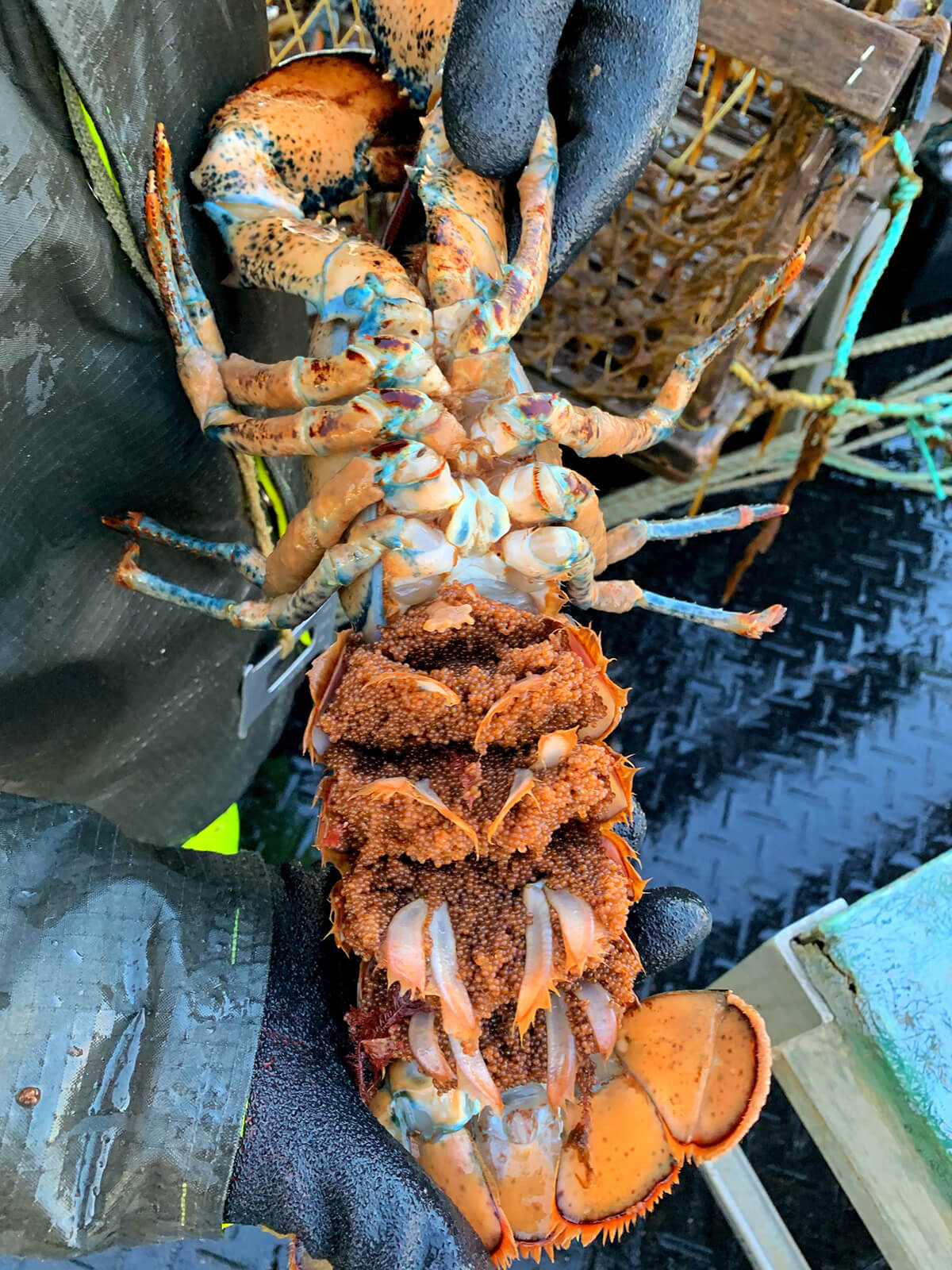 lobster fishing Îles de la Madeleine Quebec © Will Travel for Food