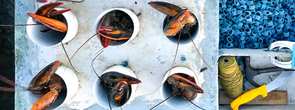 quebec-lobster-fishing © Will Travel for Food